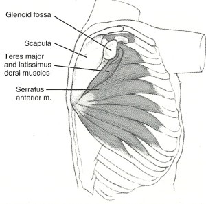 Serratus