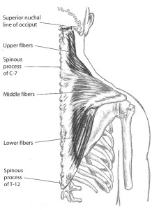 Trapezius
