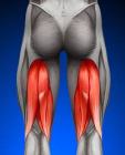 hamstring images 2