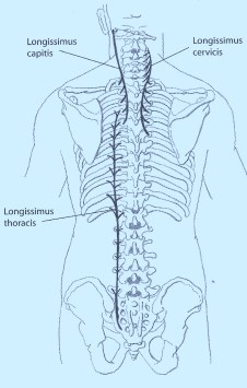 Longissimus branches