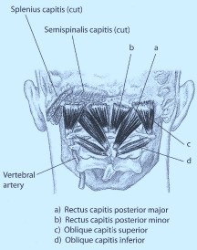 Posterior neck (deepest layer)