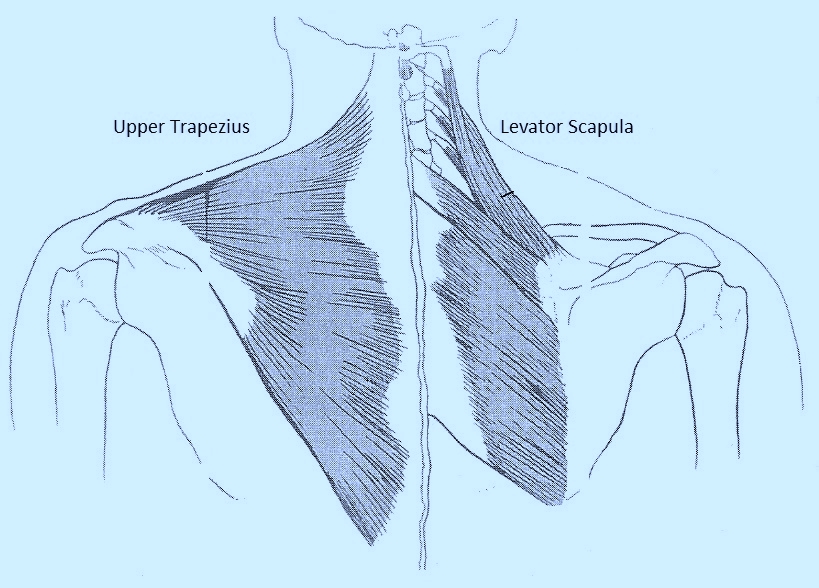 Upper Trapezius (left)  Levator Scapula (right)